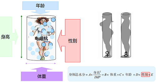 人体成分分析仪